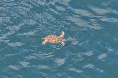 Sea Turtle enjoying the warm waters of Taiohae, Harbor