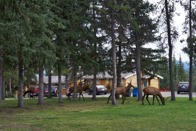 Bull Elk grazing at our lodge in Jasper