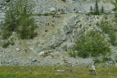 Longhorn Sheep have a natural color camouflage