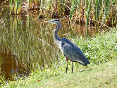 A Great Blue Heron on the golf course