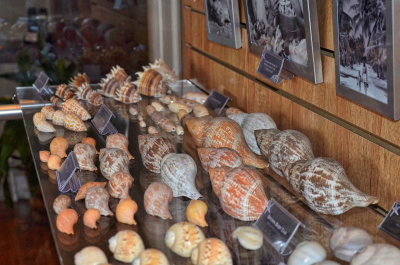 Shell display at The Island Inn
