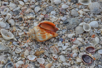 A Fighting Florida Conch Shell
