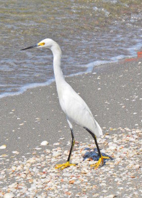 An Egret looking for a meal