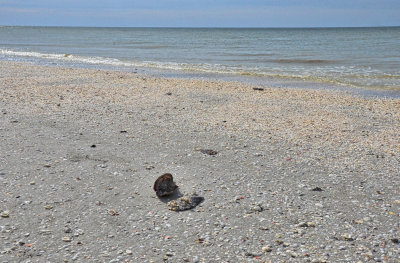 Low tide reveals billions of shells