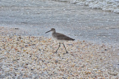 A Sandpiper strolling the beach