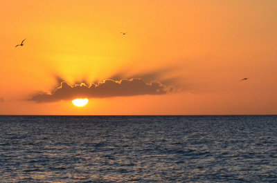 Seagulls over a perfect Sanibel Island Sunset.