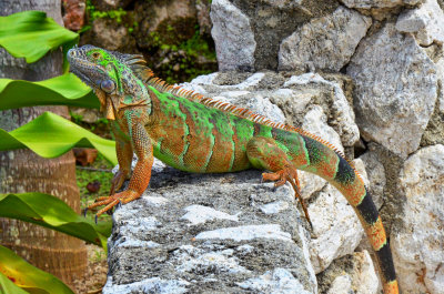 Grand Cayman Green Iguana