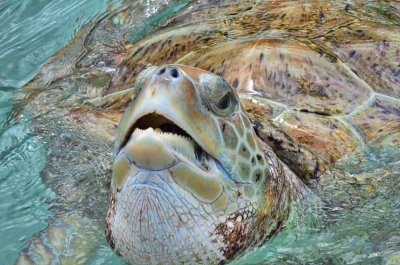 Grand Cayman Sea Turtle coming up for air