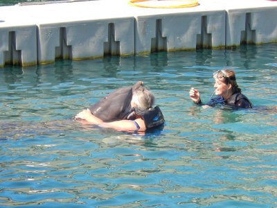 Swim with the Dolphins in the Dockyard