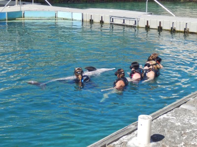 Swim with the Dolphins in the Dockyard