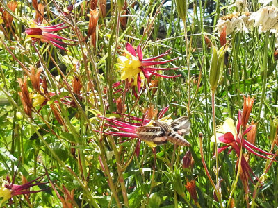 A Hummingbird Moth enjoying the Columbine flowers