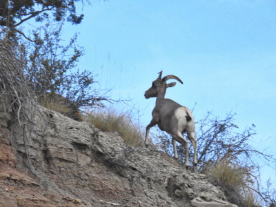 Big Horn Sheep climbing the slope along side Rim Rock Drive