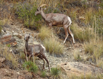 Big Horn Sheep grazing on the slope in the National Monument