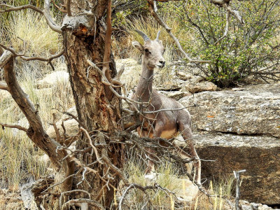 Perfect coloration to be camouflaged on the hillside
