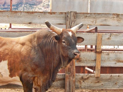 Rodeo Brahma Bull at Rimrock Adventures