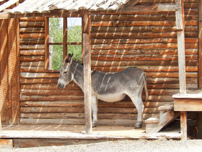 Hey Buck!  Get your ass off that porch!