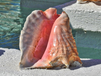 Conch Shell - they're everywhere in the Bahamas