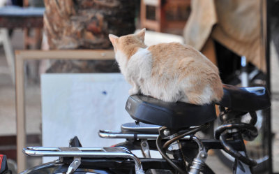 Chat Marrakech7.jpg