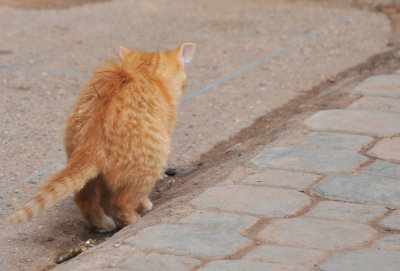 Chat Marrakech8.jpg