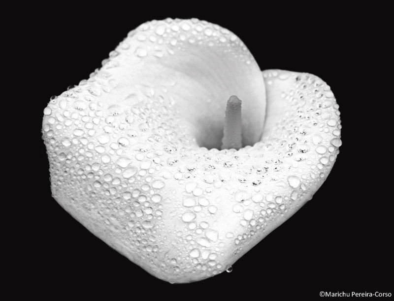 Raindrops and Calla (BW)