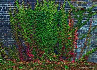 Ivy Wall