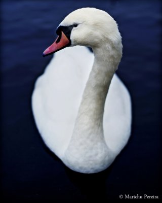 All Swans in England own by the QUEEN