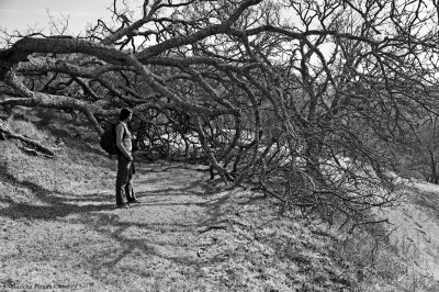 Uma by the fallen tree, we've made it through