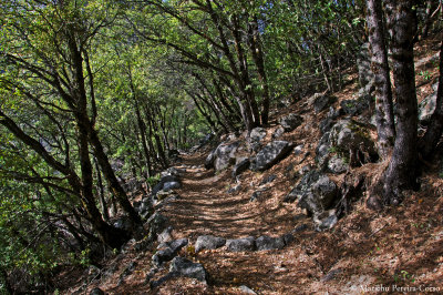 Shady trail on our second day hike