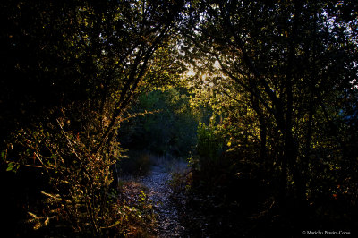 The arching trees where sunrise will greet you are still there on top of the hill after the 14th station of the Cross