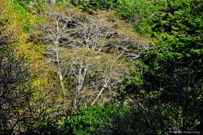 Fall Tree
