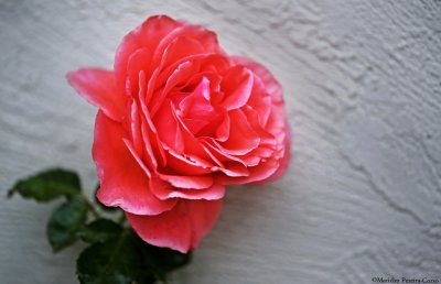 Corral Pink Rose