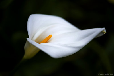 Floating Calla Lily
