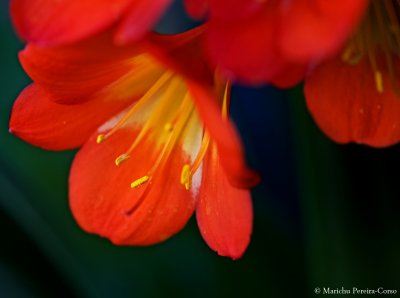 Orange blossoms