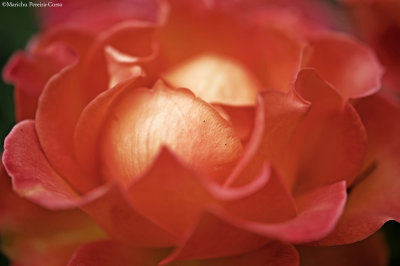 Corral Pink Rose