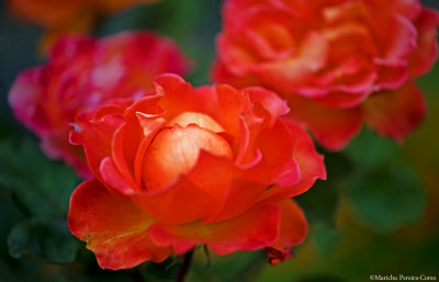 Orange Rose Variety with Pink Rose