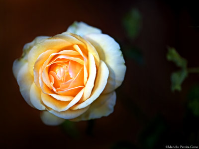 Yellow Orange Rose