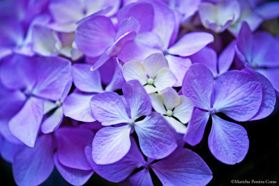 Clusters of Lilac Hydrangea