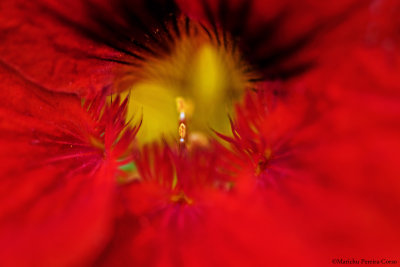 The Pistil inside the Poppy flower