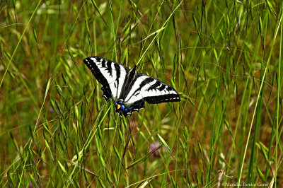 Swallow Tail Butterfly