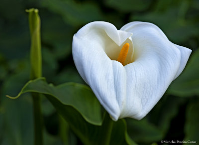 Calla Lily and bud