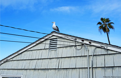 Gull on the Roof, La Jolla