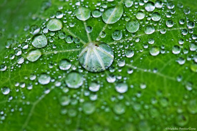 Raindrops and Leaf