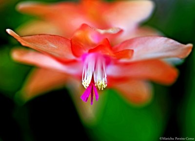Peach Spring Cactus Flower