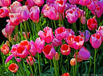 Pink Tulips, Filoli Garden