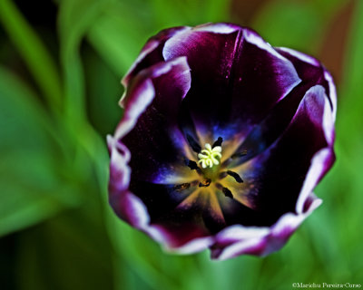 Dark Violet, Red Violet, White, Yellow, Blue in one Tulip, Filoli Garden