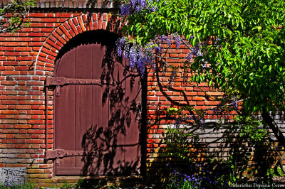 Brick, Wood door, Wisteria and shadow