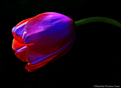 I changed the two tone white/pink Tulip to this ;-), Filoli Garden