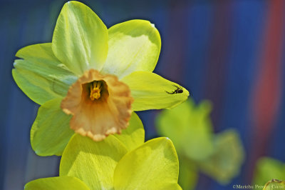 FILOLI: Daffodil and Fly