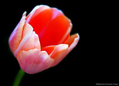 Peach Tulip, Filoli Garden