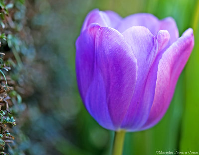 Purple Tulip, Filoli Garden